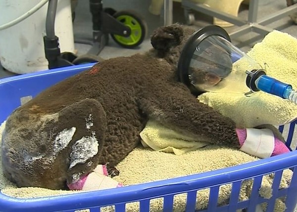▲▼麥覺理港無尾熊醫院救援許多被燒傷的無尾熊。（圖／翻攝自Facebook／Koala Hospital Port Macquarie）
