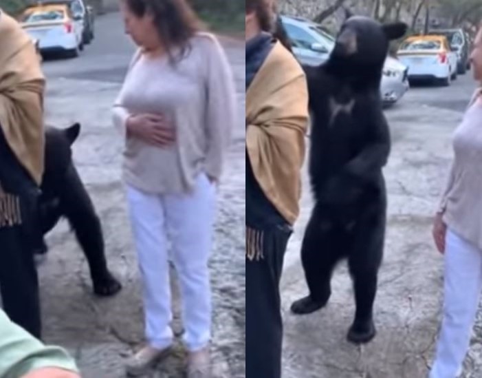 ▲▼ 黑熊走到婦人身後，起身輕撫她的背 。（圖／翻攝自Facebook／Milenio Monterrey）