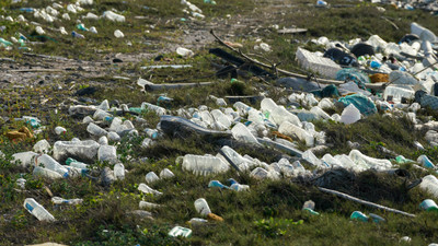 《獅子王》美景不再！塑膠垃圾已吞噬地球　雛鳥體內取出276碎片
