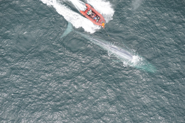 ▲▼研究人員在藍鯨身上放吸盤，成功在加州外海首次測到心跳。（圖／路透社）