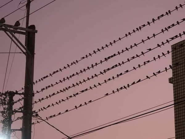 ▲▼ 上千隻燕子傍晚棲息在電線上，數量之多讓人頭皮發麻。（圖／讀者提供）