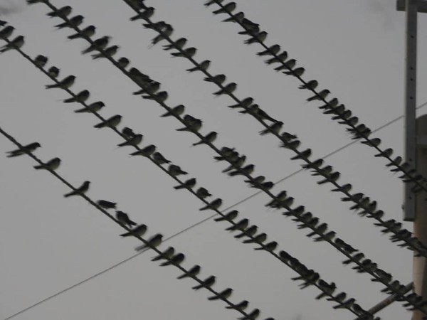 ▲▼ 上千隻燕子傍晚棲息在電線上，數量之多讓人頭皮發麻。（圖／讀者提供）