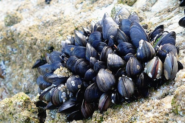 ▲油黑殼菜蛤（Bay mussels）。（圖／免費圖庫Pixabay）