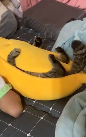 ▲主子伸4腳睡「大香蕉」！　奴才狂掀果皮惹牠「炸毛」。（圖／翻攝自Instagram／@huanhuan1208）