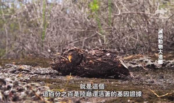 ▲▼費南迪納巨陸龜。（圖／翻攝自YouTube／動物星球頻道/ Animal Planet Taiwan）