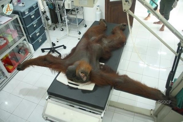 ▲▼ 印尼亞齊省上周一隻公猩猩被氣槍攻擊，身中至少24槍，雙眼失明。（圖／翻攝自／Sumatran Orangutan Conservation Programme(SOCP)）