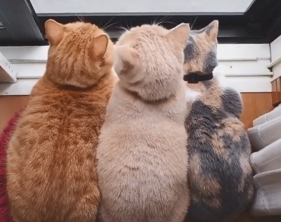 橘貓都比較胖？看完影片有了答案。（圖／翻攝自抖音）