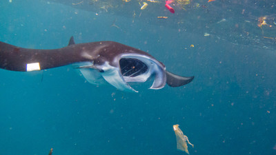 每小時吞137片塑膠！夢幻鯨鯊、鬼蝠魟「活在惡臭地獄」邊游邊狂吐垃圾