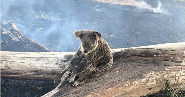 無尾熊媽媽緊抱孩子的畫面，讓人看了相當感動。（圖／ABC Brisbane臉書）
