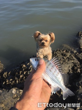 ▲汪界「海王子」超愛魚！　爸要放生牠超激動：還來～那是我的。（圖／飼主皮拔提供）