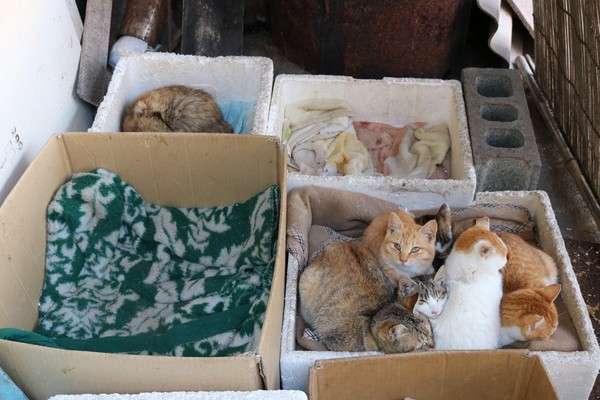 （圖／翻攝自Facebook／猫の島　青島物語 Cat Island Aoshima）