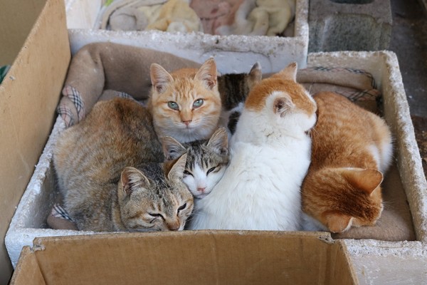 （圖／翻攝自Facebook／猫の島　青島物語 Cat Island Aoshima）