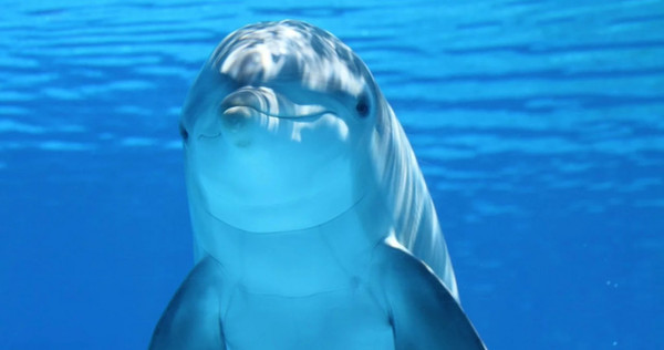 研究人員發現，海豚在獵取食物前會緊急左轉，讓右眼更靠近獵物。（圖／翻自pixabay）