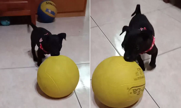 狗狗從小愛玩球，4個月後媽驚訝。（圖／有點毛毛的／飼主張錦慧提供）
