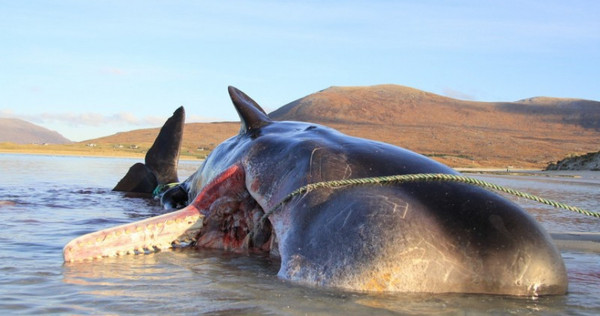 蘇格蘭哈里斯島 （Harris）的海灘一隻抹香鯨擱淺死亡，胃裡塞了大量的垃圾。（圖／翻自 SMASS臉書 ）