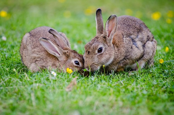 ▲▼兔子,野兔,兔。（圖／取自免費圖庫Pixabay）