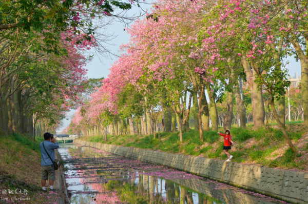 ▲雲林虎尾美人樹大道。（圖／攝影師《飛翔在天際》提供，請勿隨意翻拍，以免侵權，下同。）