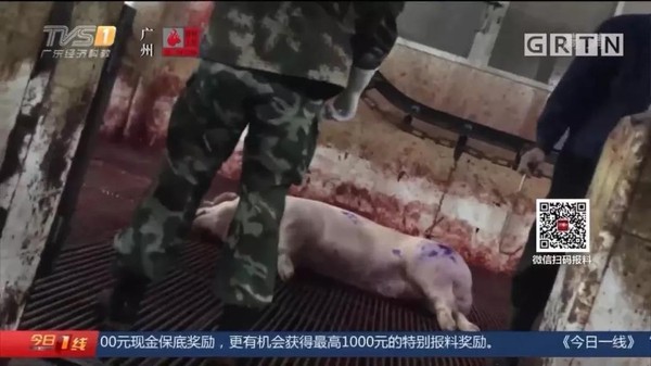 ▲廣東有病死豬流入市場。（圖／翻攝自《廣東電視台》）