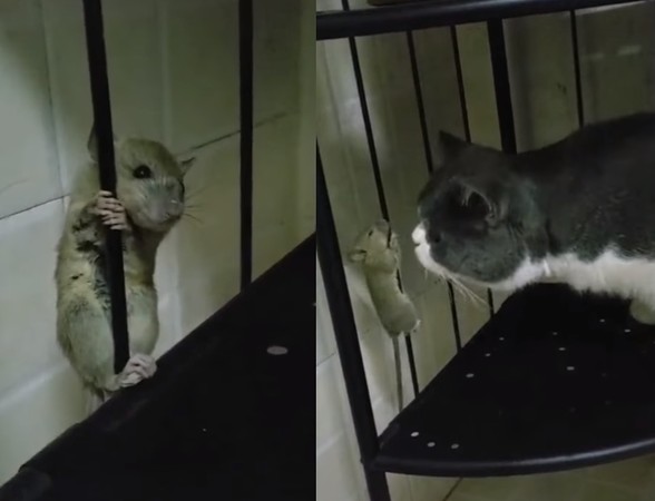 ▲真實版《湯姆貓與傑利鼠》！　小老鼠嚇到「手滑」空降。（圖／翻攝自抖音@169113481）