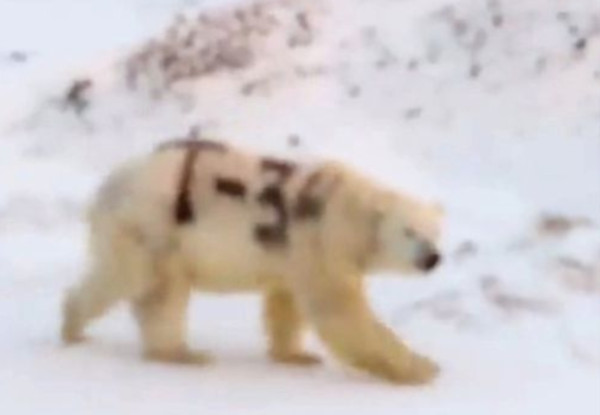 ▲北極熊身上被噴大大的黑字「T-34」。（圖／翻攝自Facebook／Серёга Кавры）