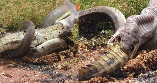 巨蟒活生生吞下一尾大鱷魚。（圖／翻攝自YouTube）