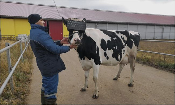 靠幻想產奶！「乳牛戴上VR」乳汁狂噴  酪農大笑：牠們不會焦慮了（圖／莫斯科農業與食品局）