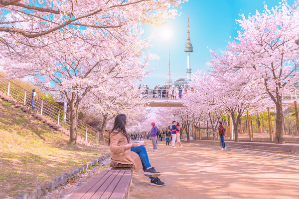 ▲2020年春遊賞花攻略　寒假春節出國去兩萬有找▼             。（圖／七逗旅遊網提供）