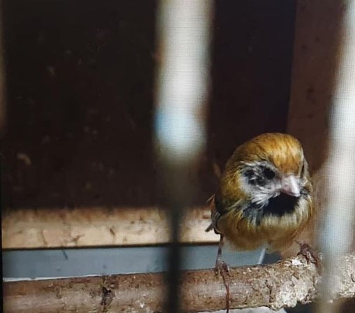 ▲有社團在網路上販售非保育類的野鳥，拍鳥俱樂部負責人黃蜀婷呼籲大家幫忙救救這一大堆鳥，並請主管機關依法查處。（圖／翻攝自黃蜀婷臉書）