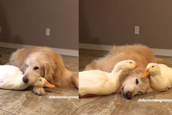 ▲▼阿金與鴨子的關係很好。（圖／翻攝自Instagram／@ducksmakegreatpets）