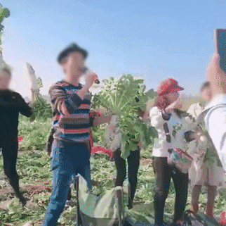 ▲▼湖北武漢200畝的蘿蔔全被拔走。（圖／翻攝微博）