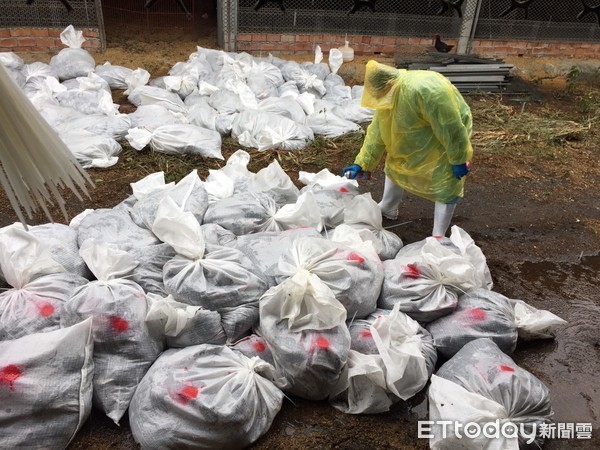 ▲彰化大城鄉1處土雞場爆發禽流感。（圖／彰化縣動物防疫所提供）