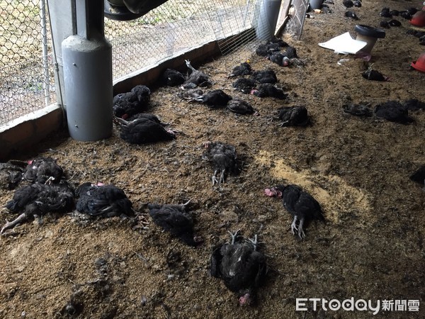 ▲彰化大城鄉1處土雞場爆發禽流感。（圖／彰化縣動物防疫所提供）