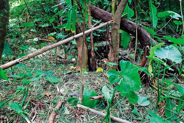 竹林中不僅有1顆骷顱頭（紅圈處），周邊還有21塊人骨。（翻攝畫面）