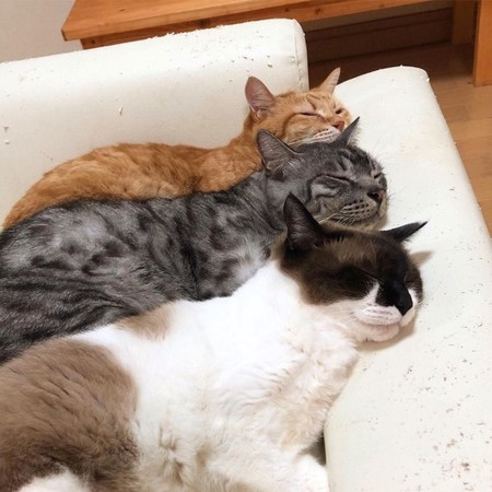 ▲▼雙貓躺床蓋被「手牽手放閃」！　療癒睡臉萌暈網：可以加入嗎。（圖／翻攝自Instagram）