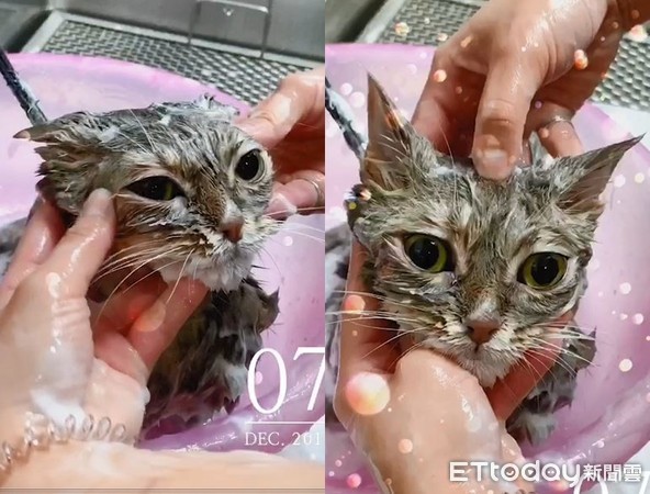 ▲曼赤肯洗澡超乖巧! 圓溜大眼「瞇一條線」享受馬殺雞。(圖/東森寵物雲通化門市提供) ▲曼赤肯洗澡超乖巧! 圓溜大眼「瞇一條線」享受馬殺雞。(圖/東森寵物雲通化門市提供)