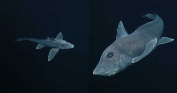 科學家首度在北太平洋海域發現鬼鯊的蹤跡。（圖／截取自YouTube）