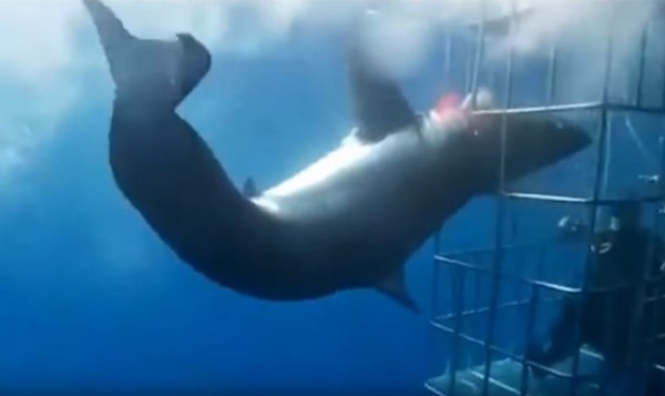 ▲大白鯊撞鐵籠受困25分鐘　觀光客眼前「流血死亡」屍體沉海底。（圖／翻攝自Facebook／Arturo Islas Allende）