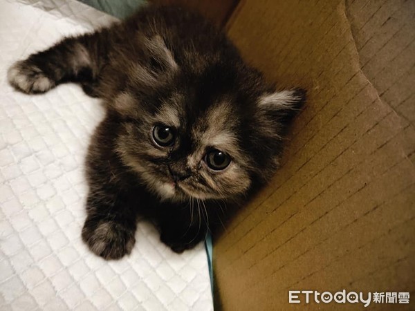 紙箱幼貓沒人要，長大變極品美貓。（圖／飼主婧芫提供，請勿隨意翻拍，以免侵權。）