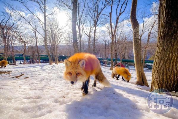 天氣非常寒冷，還好有一點點太陽，但狐狸其實是喜歡這種天氣的，冬天牠們的毛髮也會較蓬鬆。
