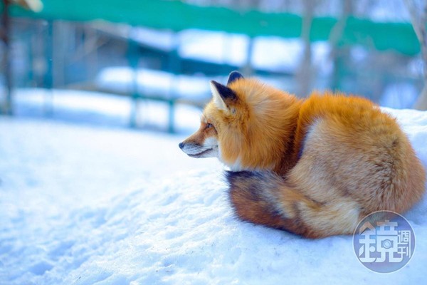 冬天的狐狸村是個蠻值得探訪的祕境，看到一群狐狸也有被療癒的感覺能心滿意足地回去。