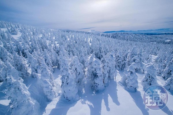搭上觀景纜車便可以看到樹林上都被大片雪景包住，很壯觀的景象。