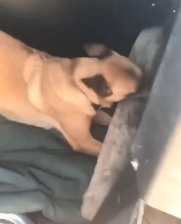 狗狗帶重量級紀念品上車，網看傻！（圖／翻攝自Instagram用戶@animalpage_planet）