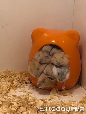 ▲天氣太冷！10隻布丁鼠玩起「疊疊樂」　窩一坨取暖睡覺。（圖／東森寵物雲商店／雲林斗六門是提供）