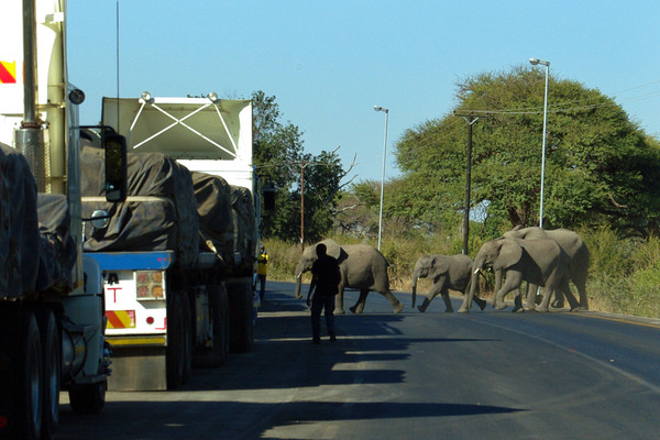 ▲尚比亞路上經常有許多野生大象出沒。（圖／美聯社）