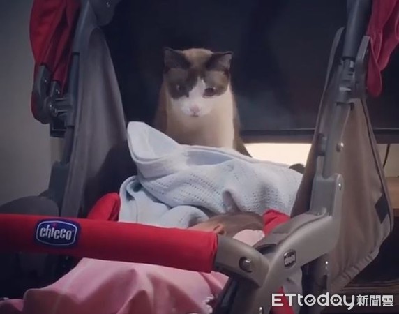 ▲貓貓躡手躡腳接近嬰兒車「眼睛瞪超大」　媽笑：到底是看到什麼。（圖／臉書粉絲專頁「咖啡姨奶茶妹」提供）