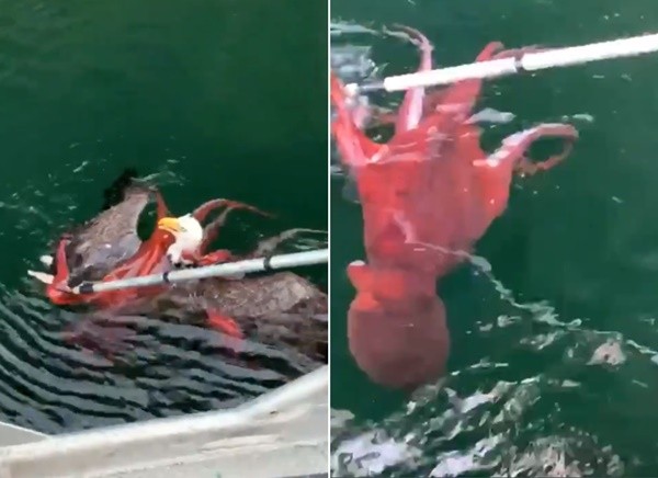 ▲加拿大一隻白頭海鵰差點被章魚纏住拖下水面溺死。（圖／翻攝自YouTube／Mowi Canada West）
