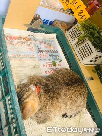 ▲貓咪睡在菜藍裡，上頭的標籤相當有趣。（圖／網友授權提供）