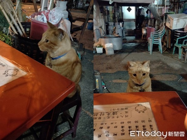 ▲吃飯突然被橘貓併桌了。（圖／網友蔡欣授權提供，下同）
