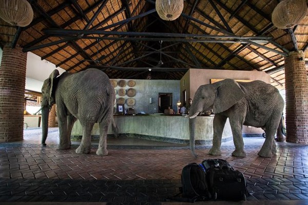 ▲Mfuwe Lodge飯店接待大廳的大象  。（圖／翻攝自Mfuwe Lodge官網）