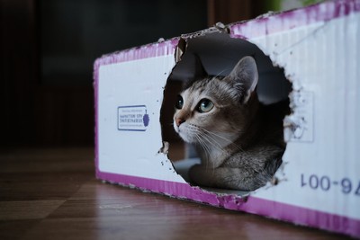 家裡貓主子老是喜歡躲箱子　這是天生的「保護機制」：代表牠們有壓力